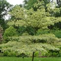 Cornus controversa 'Variegata'